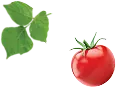 گوجه فرنگی